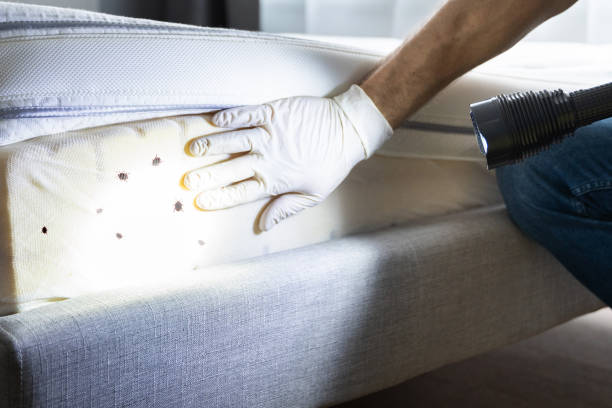 Best Wasp Removal Services  in West Lawn, PA